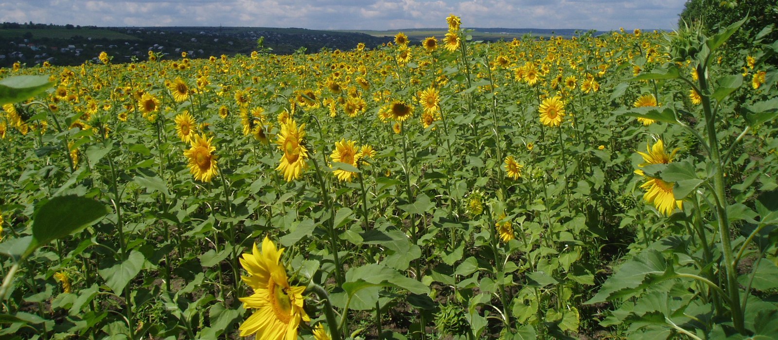 Lan de floarea-soarelui înflorită în Republica Moldova, cu un sat pe dealul din fundal